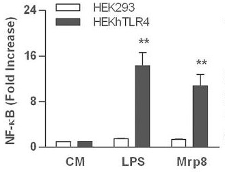 TLR4 is involved in Mrp8-mediated inflammatory response and tolerance.jpg
